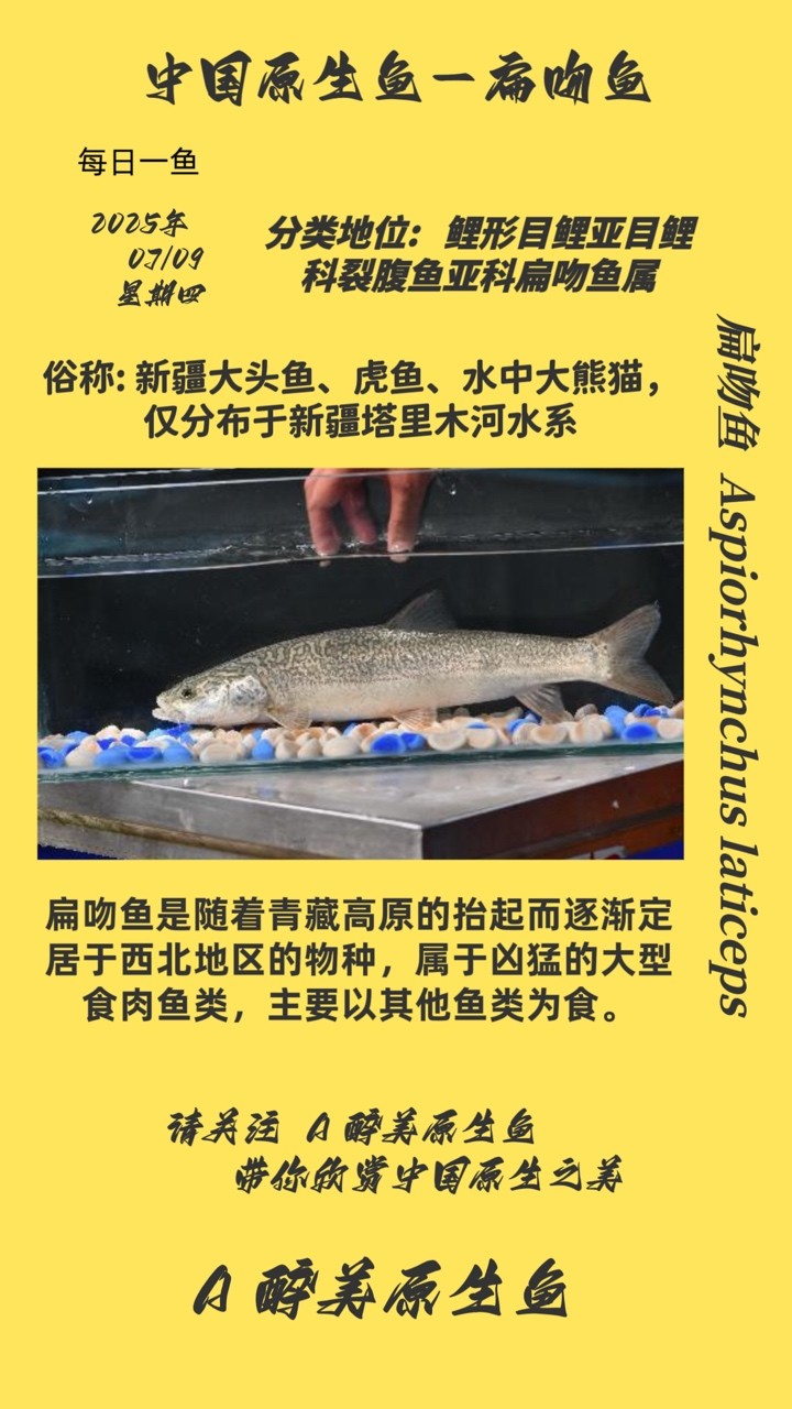 扁吻魚