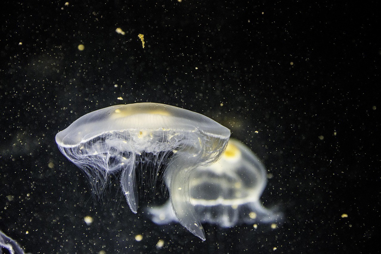 黑麗魚