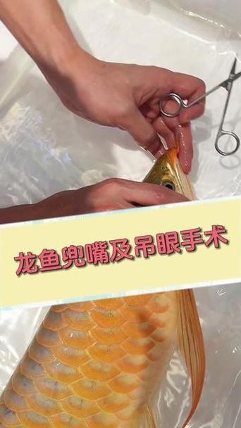 龍魚兜嘴照片