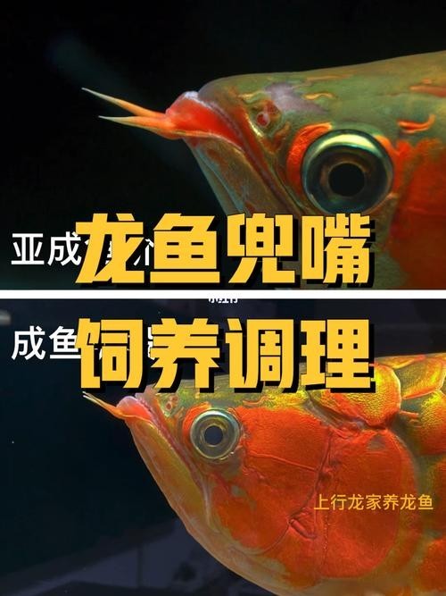 龍魚兜嘴照片