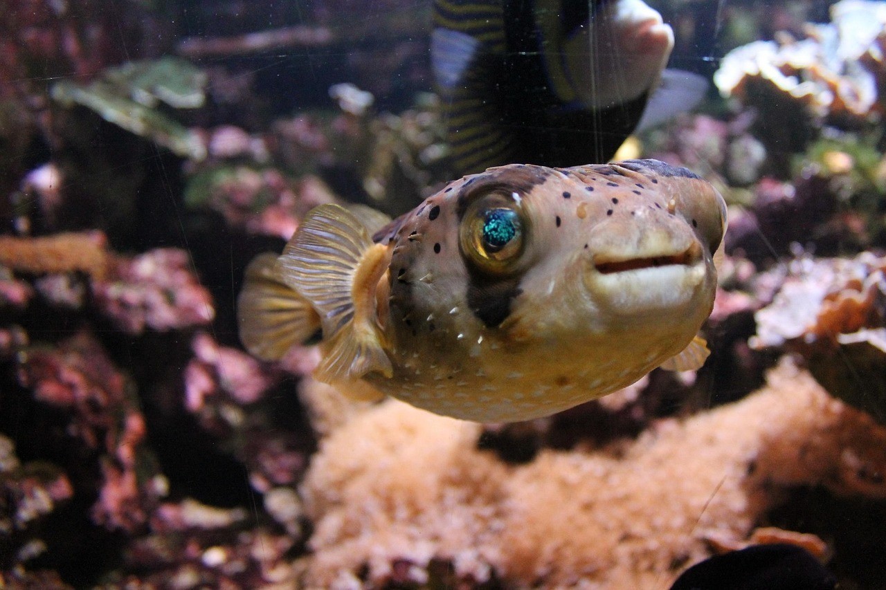 英德市英城魚樂園水族寵物館（英德市英城魚樂園水族寵物館電話）