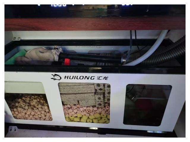 如何聯系塘沽龍魚供應商？，塘沽龍魚供應商怎么找？