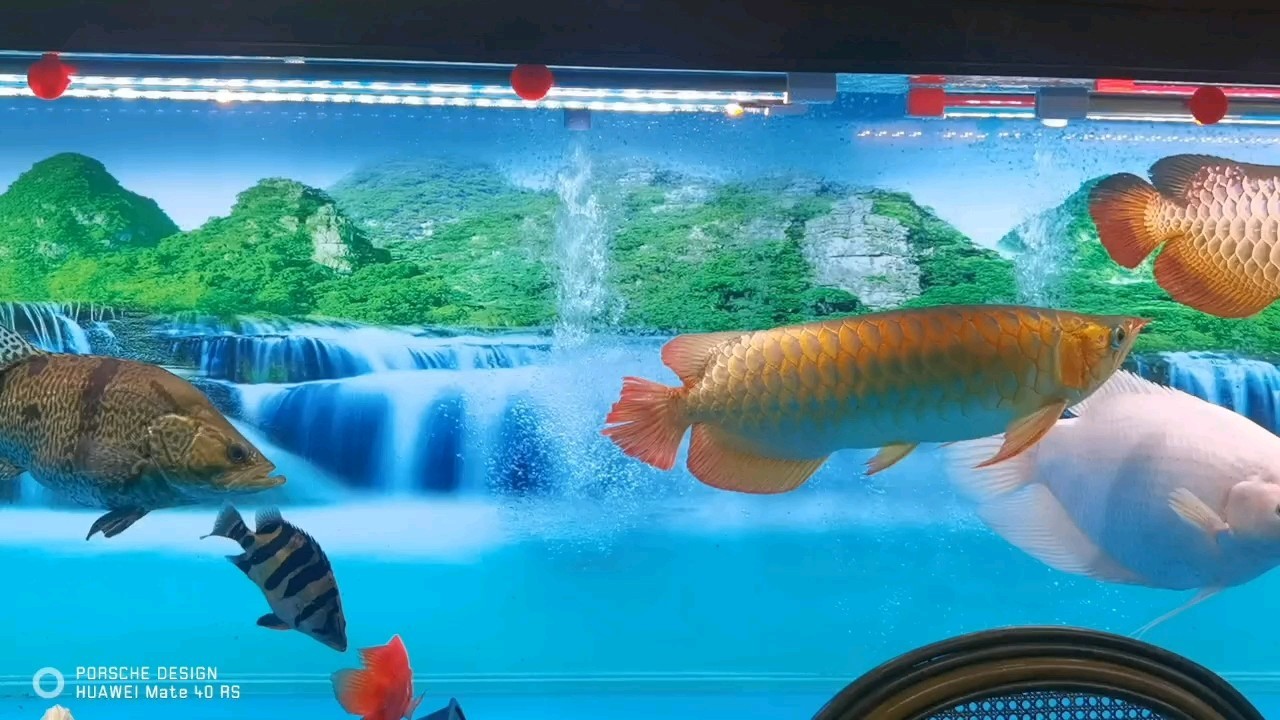 這一刻聽音樂，賞魚，忙碌的一天開始了