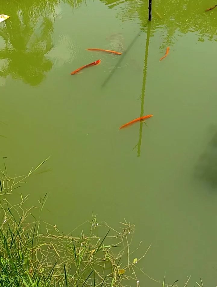 銀龍魚能變成紅色嗎
