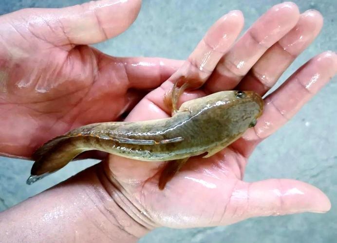 馬古龍魚的圖片大全大圖