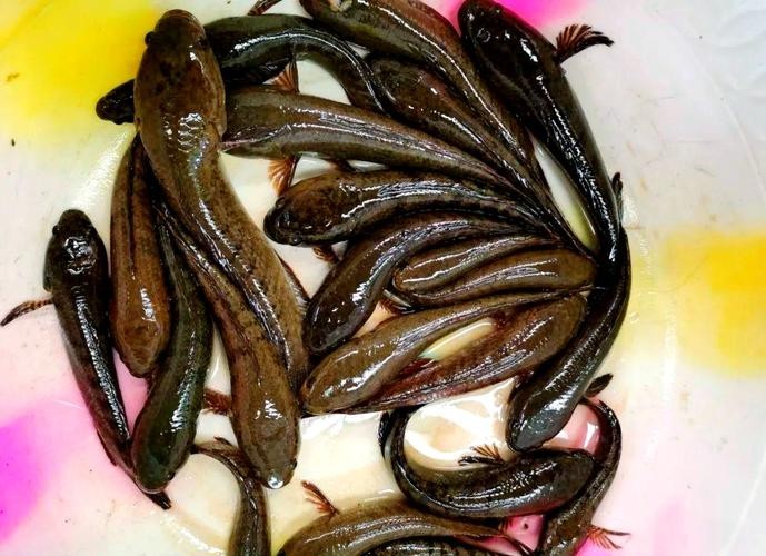 馬古龍魚的圖片大全大圖