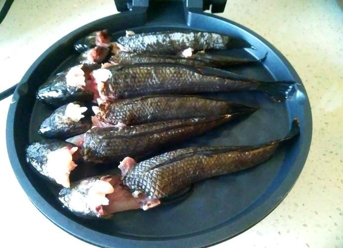 馬古龍魚的圖片大全大圖