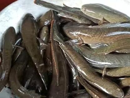 馬古龍魚的圖片大全大圖