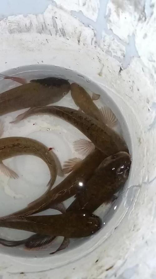 馬古龍魚的圖片大全大圖