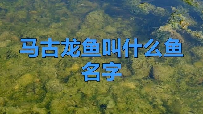 馬古龍魚的圖片大全大圖