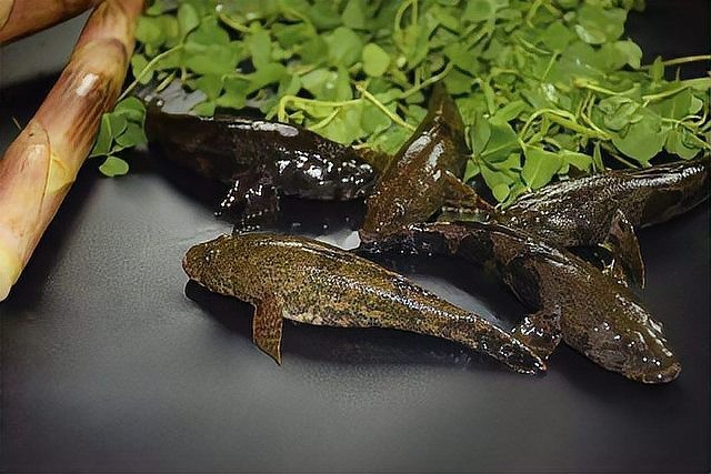 馬古龍魚的圖片大全大圖