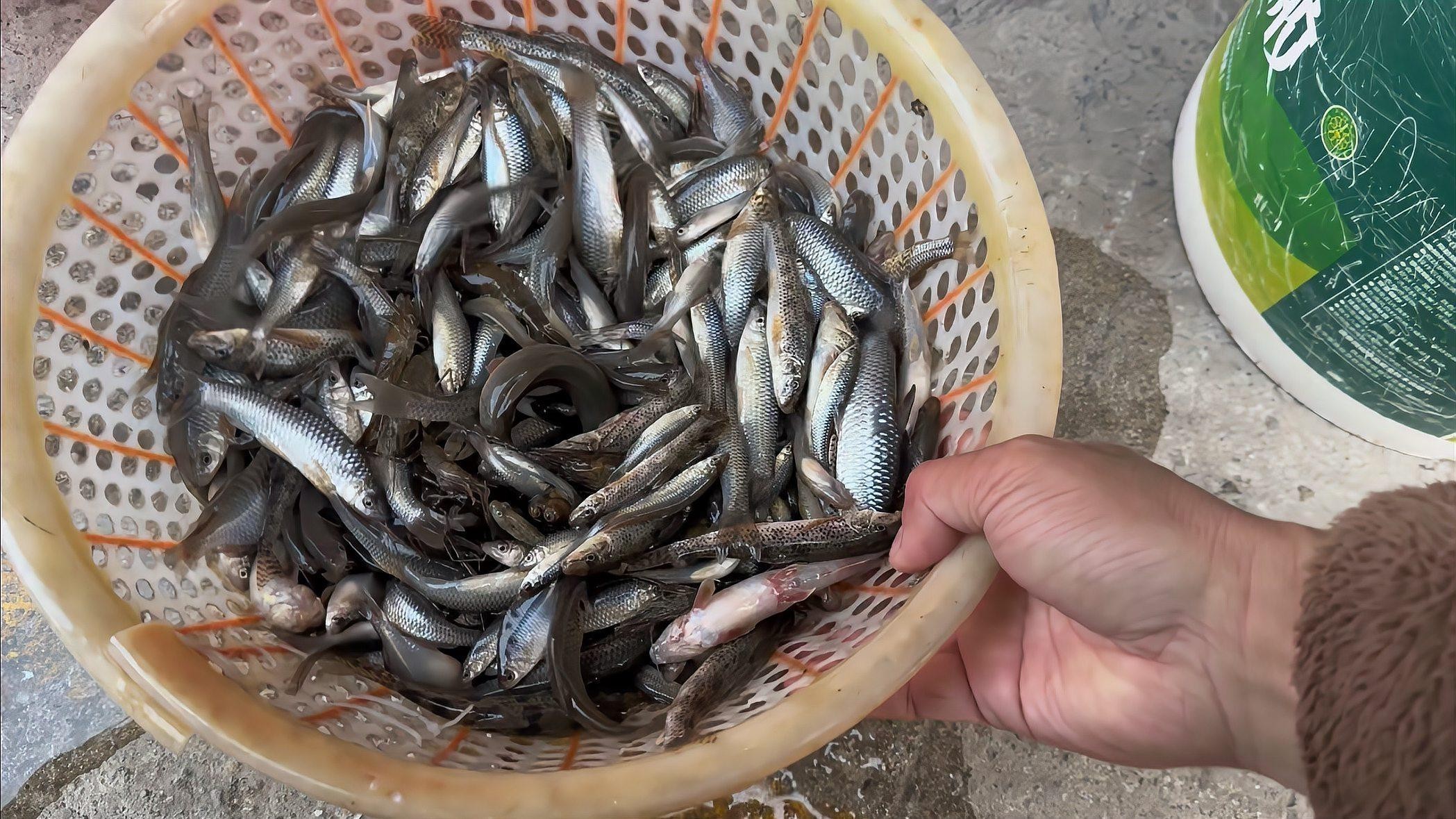 馬古龍魚的圖片大全大圖