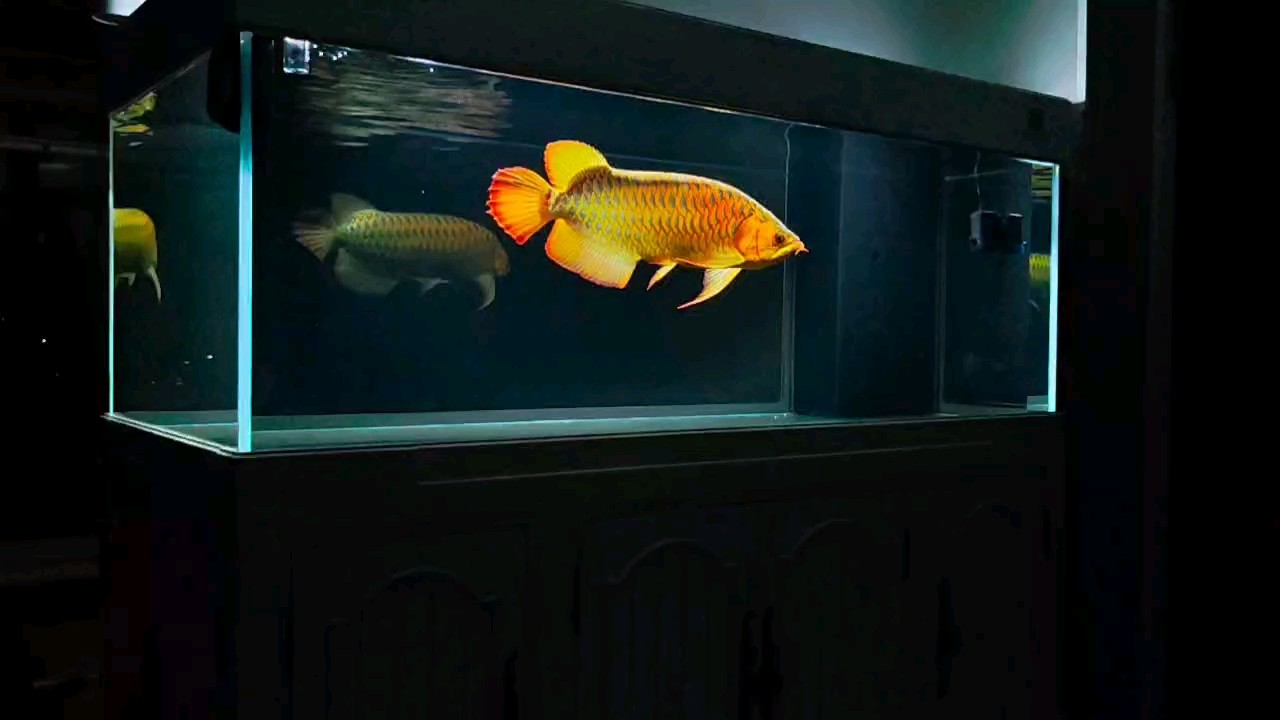 金龍魚1.8升價(jià)格表