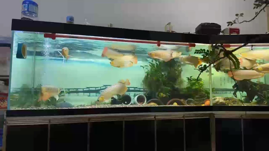 又到賞魚時間。●“君子食無求飽，居無求安，敏于事而慎于言，就有道而正焉。”