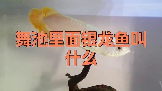 銀龍魚圖片高清大圖大全視頻播放