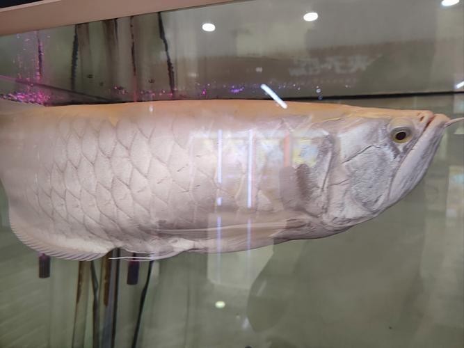 銀龍魚圖片高清大圖大全視頻播放