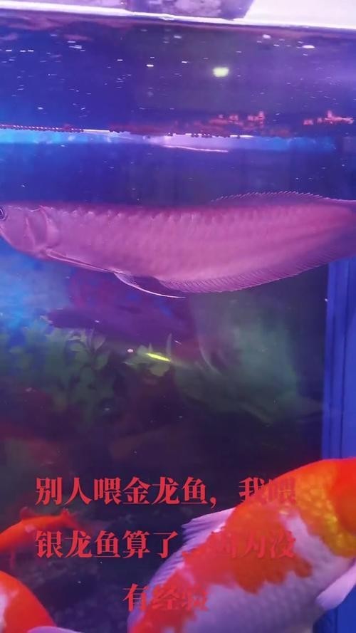 銀龍魚圖片高清大圖大全視頻播放