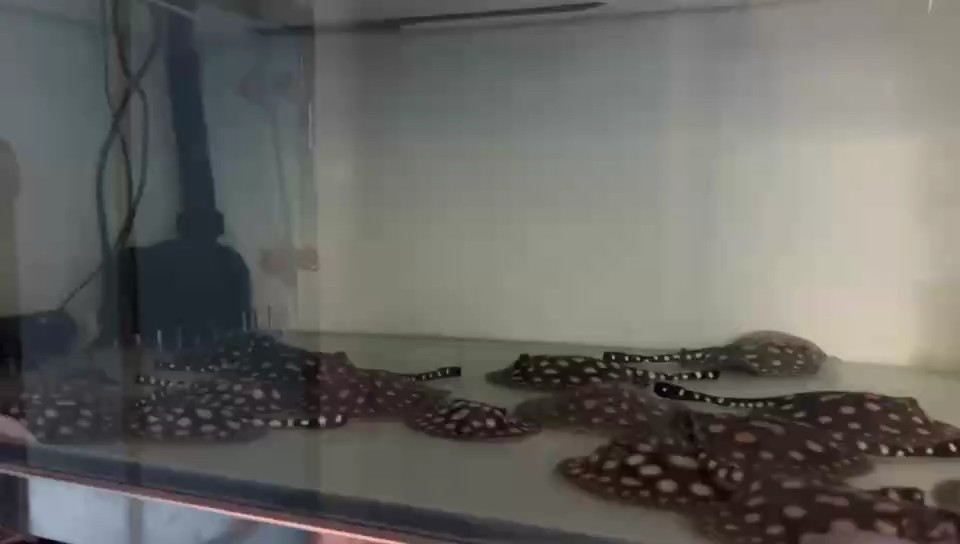 試下新生小魚4胎合缸成功開食