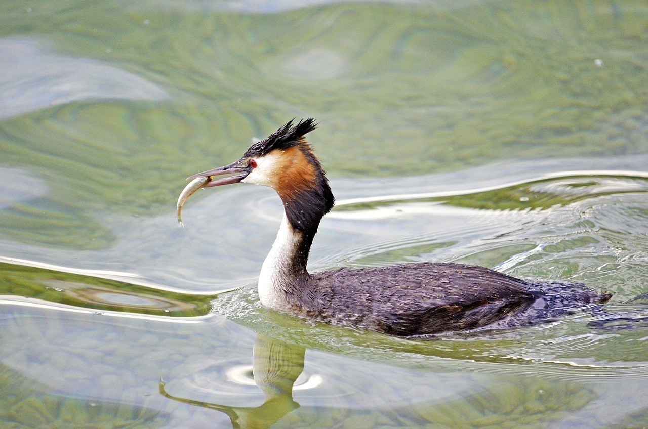 鳳魚觀賞魚 龍魚論壇 第2張 鳳魚觀賞魚 鳳魚觀賞魚 龍魚論壇 第2張