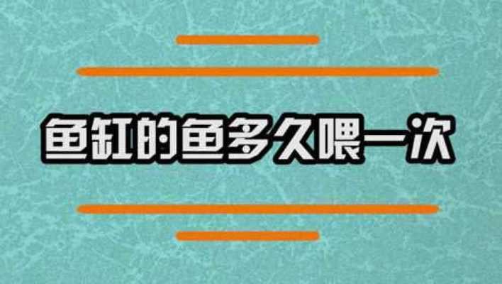龍魚吃泥鰍后多久見效果