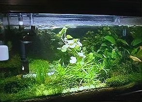 龍魚缸水草需要施肥嗎