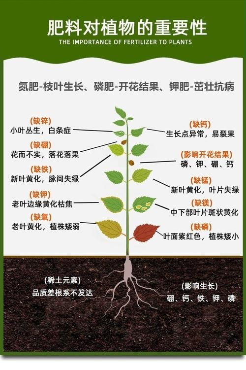龍魚缸水草需要施肥嗎