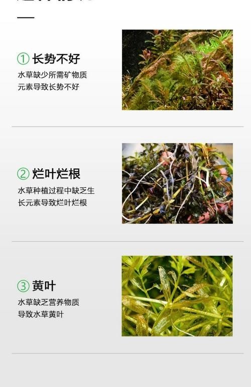 龍魚缸水草需要施肥嗎