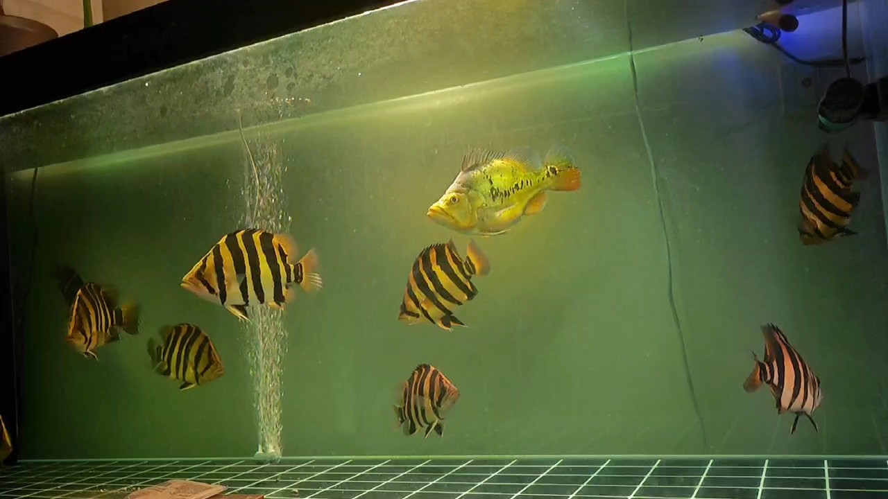 養魚佬的睡前日常[deyi] 養魚佬的睡前日常[deyi] 龍魚論壇
