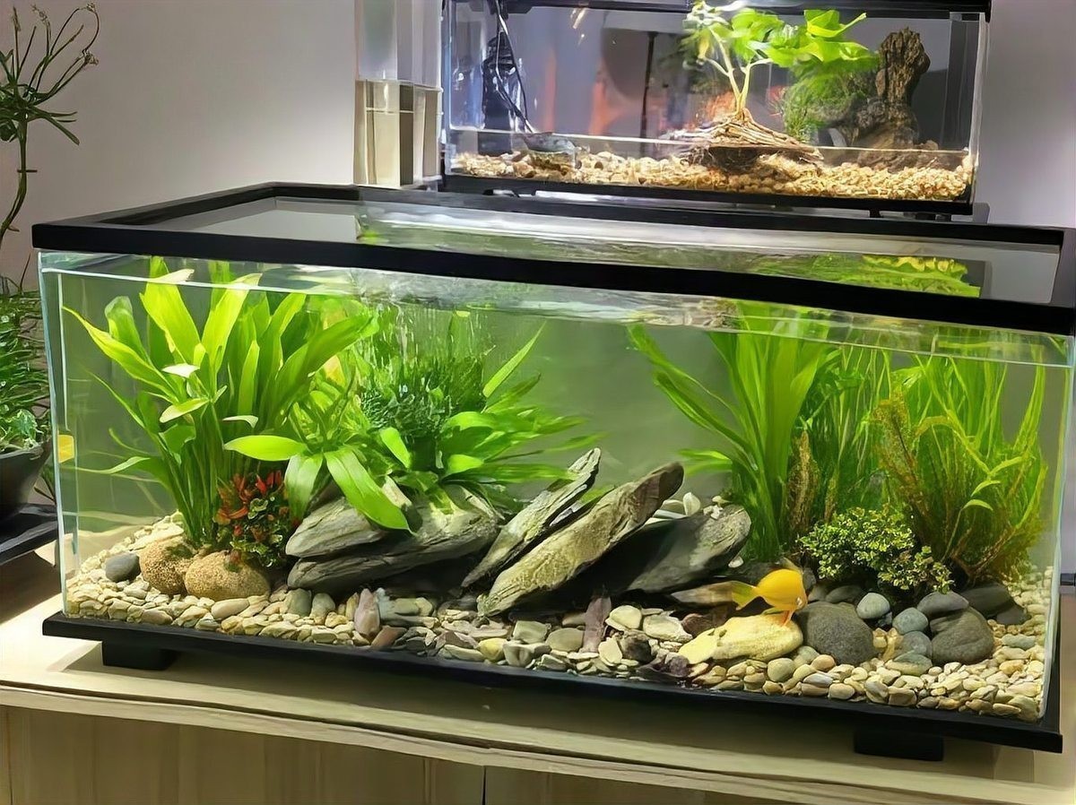 銀龍魚和黃頭龜混養