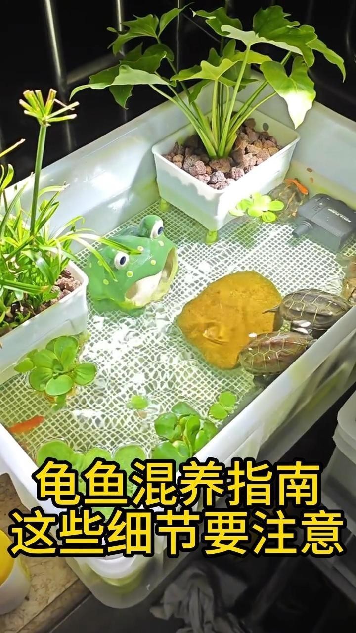銀龍魚和黃頭龜混養