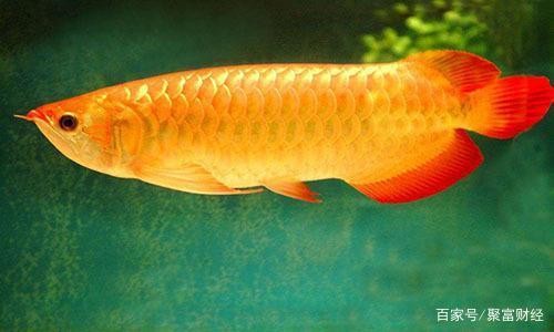平輿縣娟娟觀賞魚店