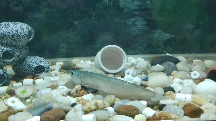 銀龍魚和什么魚混養好一點呢圖片欣賞