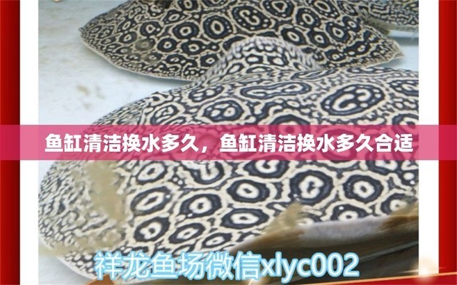 白玉龍魚怎么養殖（白玉龍魚的養殖需要注意以下幾個方面白玉龍魚對水質的要求）