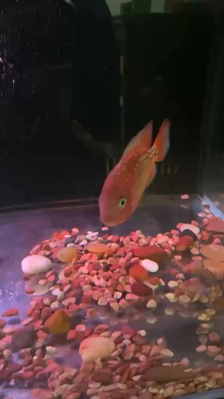 這魚如何？請(qǐng)大神指點(diǎn)