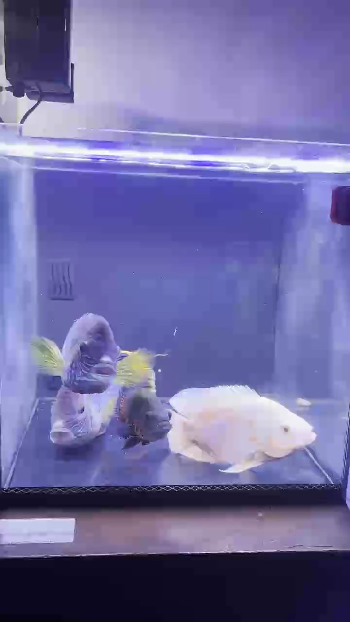 這個(gè)密度怎么樣？