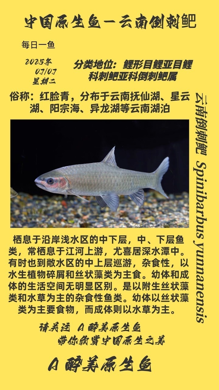 云南倒刺鲃