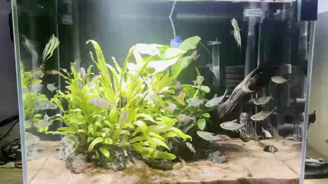 去年我的魚缸后續(xù)來了，也可以看我去年發(fā)的 去年我的魚缸后續(xù)來了，也可以看我去年發(fā)的 龍魚論壇