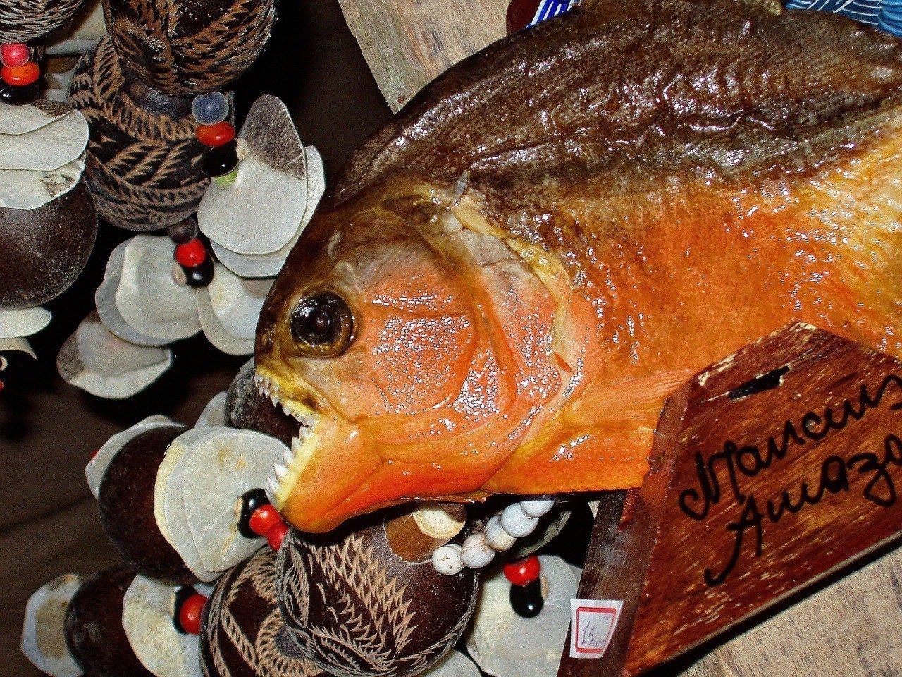 申古魚食人魚