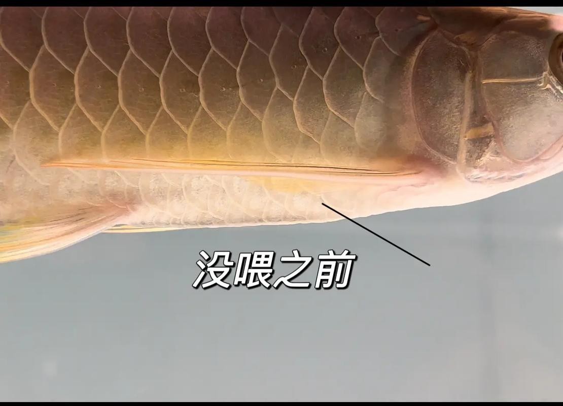 龍魚不習慣手喂怎么辦？