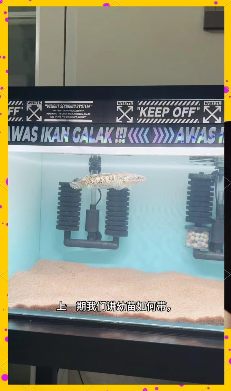 龍魚不習慣手喂怎么辦？