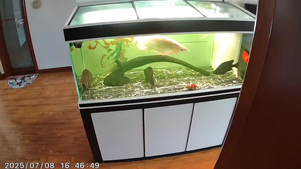 龍魚虎魚維生素B