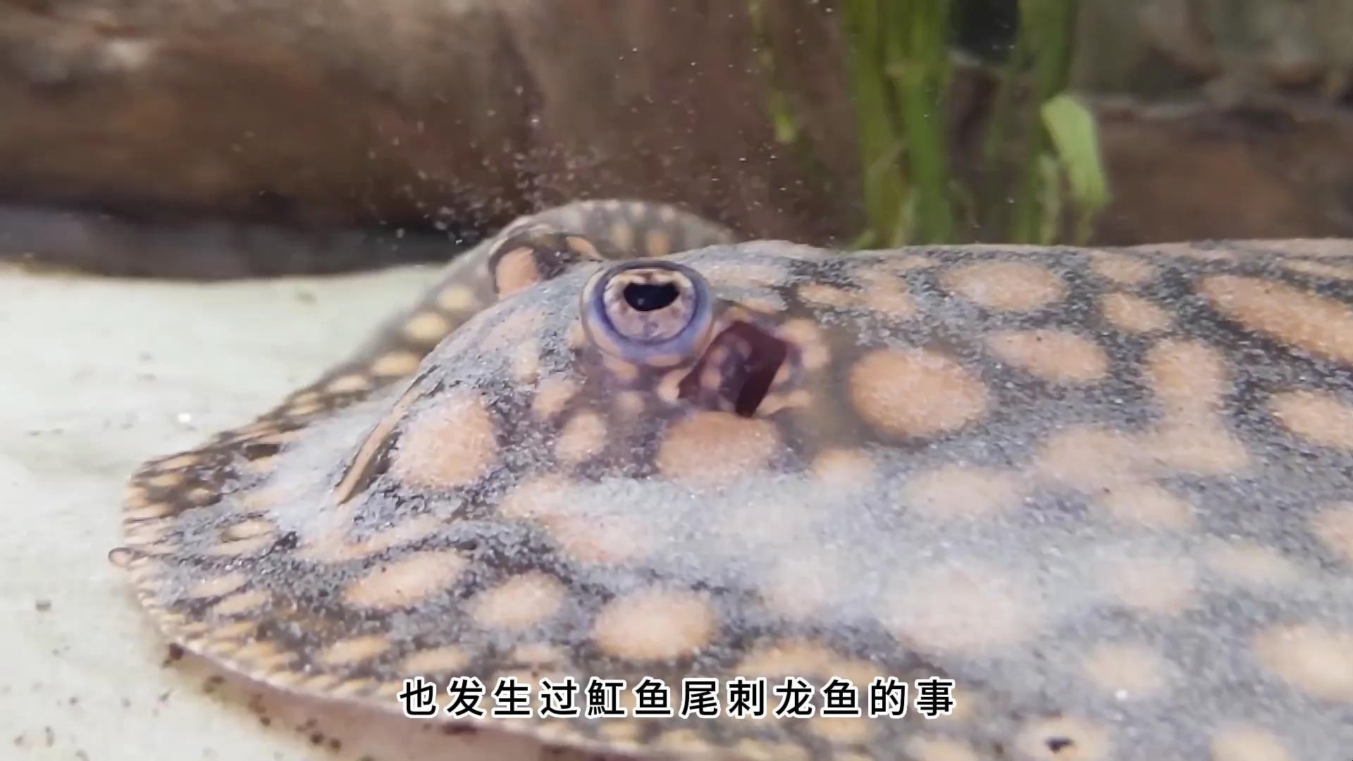 龍魚可以和什么魚一起養殖 龍魚可以和什么魚一起養殖 龍魚百科 第2張