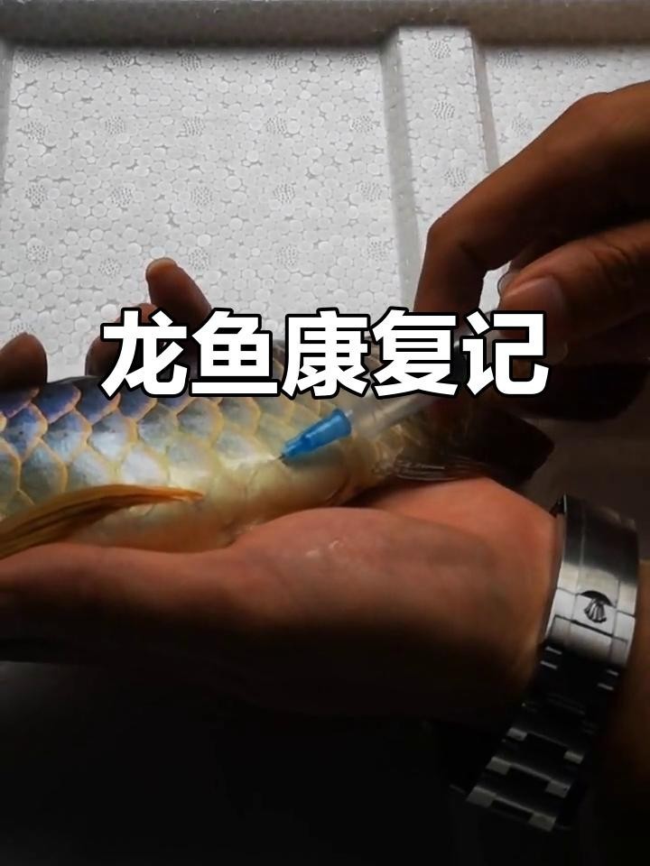 龍魚腹水病會自愈嗎？