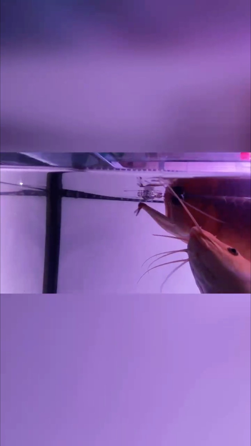 歌曲你的樣子