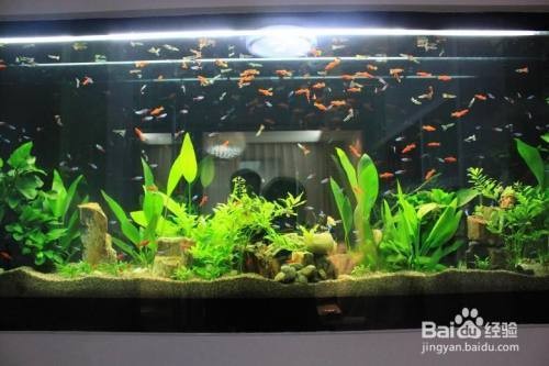 廣州樂美水族貿易商行（廣州樂美展示用品有限公司）