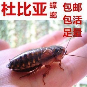 芝山區九云水族館（芝山區九云水族館電話） 芝山區九云水族館（芝山區九云水族館電話） 全國水族館企業名錄