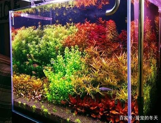 佛山市禪城區(qū)永藝新水族店（佛山市禪城區(qū)永藝新水族店地址）