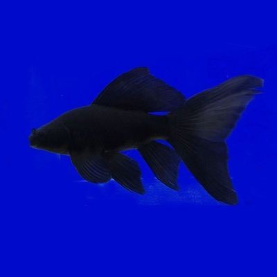 森森魚缸水泵怎么安裝（如何選擇合適的魚缸水泵潛水泵常見故障及牌推薦）