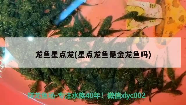 肅寧縣格特水族館（肅寧縣格特水族館電話）