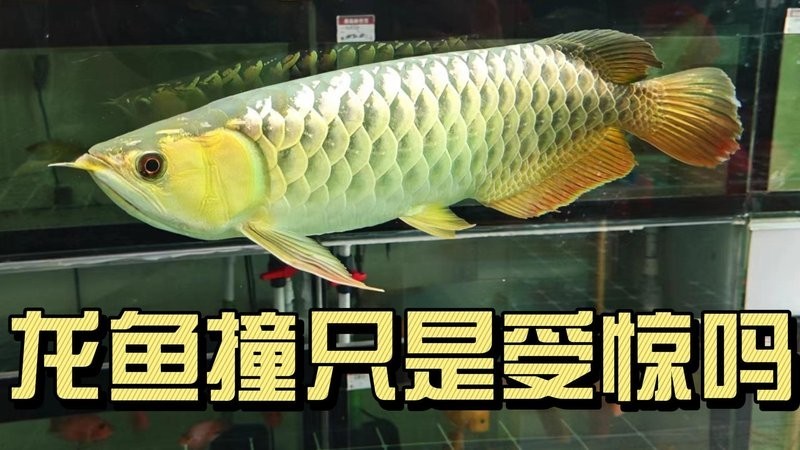 龍魚頭部撞傷后多久是危險(xiǎn)期？